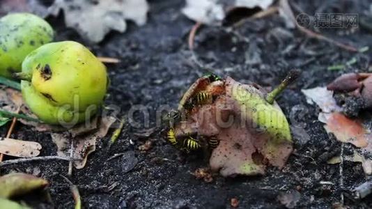 野生动物群的黄蜂吃烂梨或苹果视频