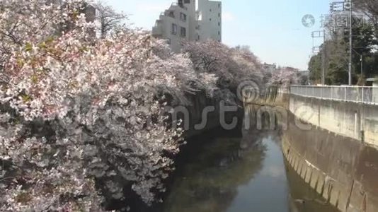 东京白天雪瑞在河边开花视频