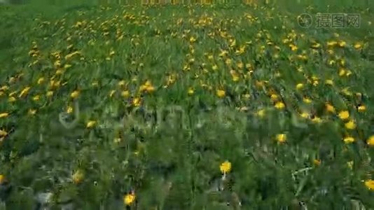 夏天飞过绿色草地上的黄色蒲公英视频