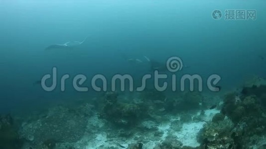 Raja Ampat4k海域的Manta Ray视频