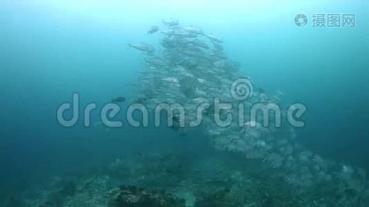 Raja Ampat4k海域的Manta Ray视频