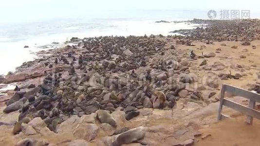 纳米比亚骷髅海岸大西洋海滩上的海角海豹毛头虫菌落视频