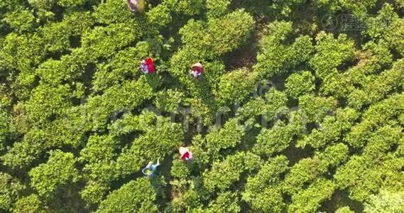 在斯里兰卡用茶园俯瞰群山。视频