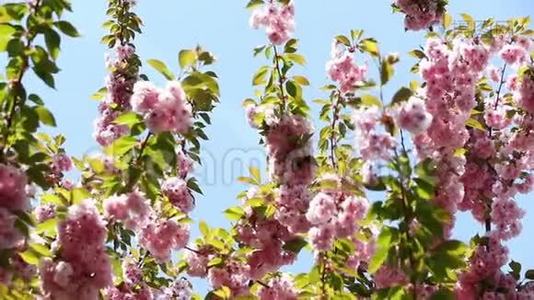 盛开的粉红色樱花树枝。 樱花春花视频