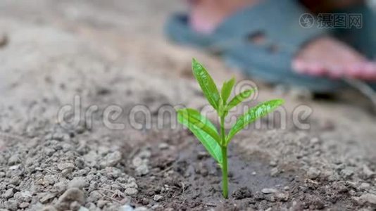 环境地球日在树木的手中生长幼苗，雌性的手拿着树，在自然的田野上草林养护视频