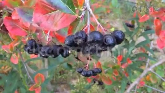 黑色龙葵，成熟的龙葵浆果视频