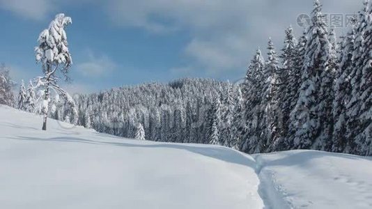 4K冬季松林视频