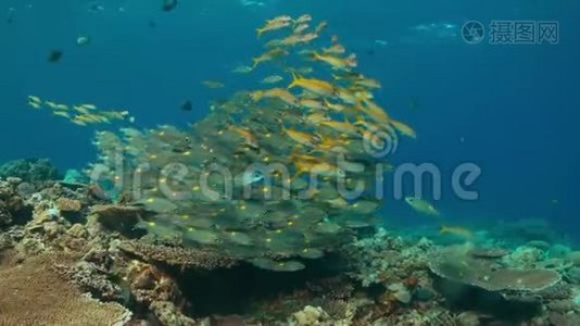 带黄鳍山羊鱼和条纹大眼霜的珊瑚礁视频