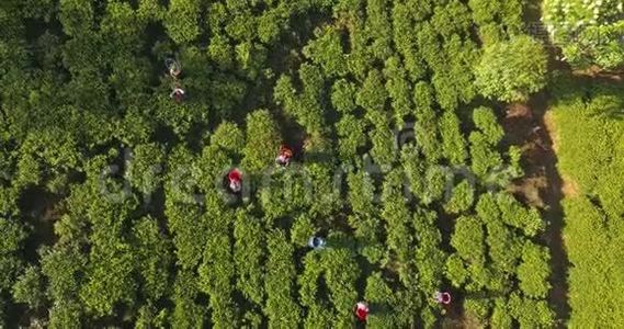 在斯里兰卡用茶园俯瞰群山。视频