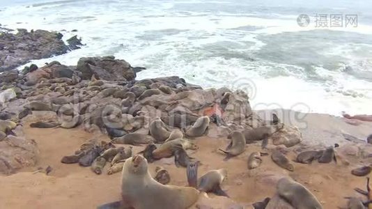 纳米比亚骷髅海岸大西洋海滩上的海角海豹毛头虫菌落视频