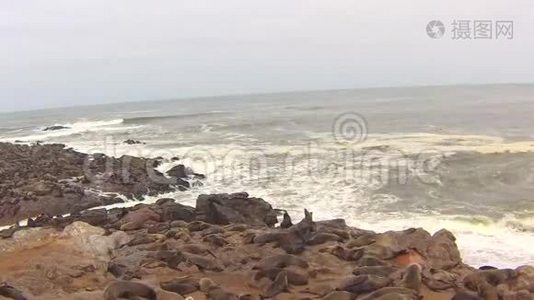 纳米比亚骷髅海岸大西洋海滩上的海角海豹毛头虫菌落视频