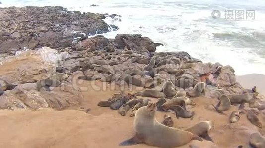 纳米比亚骷髅海岸大西洋海滩上的海角海豹毛头虫菌落视频