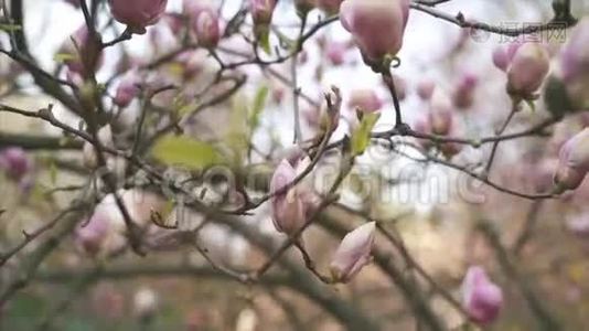 粉红色玉兰花。 木兰花视频