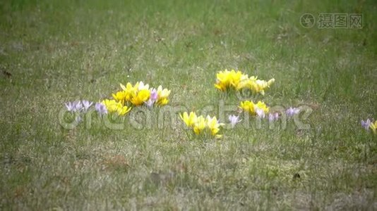 阳光明媚的春日，河滩上的鳄鱼视频