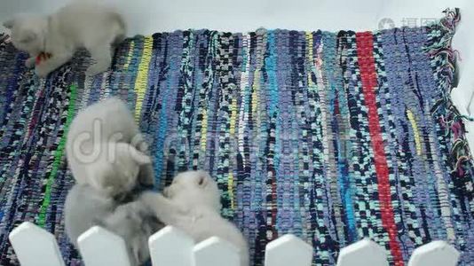 可爱的英国短毛小猫在地毯上玩耍视频