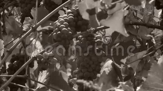 葡萄藤院子里的一串葡萄，近景视频