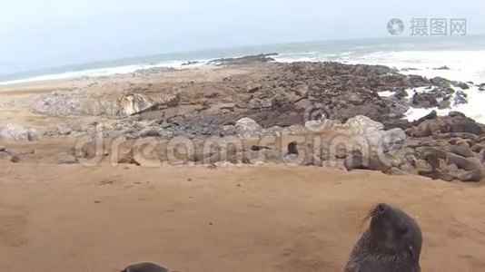 纳米比亚骷髅海岸大西洋海滩上的海角海豹毛头虫菌落视频