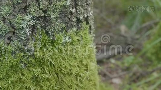 美丽的绿色苔藓。 苔藓生长在树上，苔藓背景优美.. 苔藓上的叶子，秋天，森林，自然视频