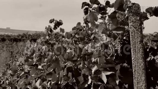 葡萄园的蓝色葡萄，近景视频