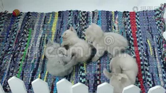 可爱的英国短毛小猫在地毯上玩耍视频