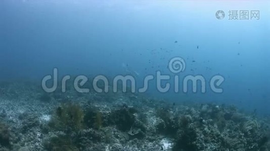 Raja Ampat4k海域的Manta Ray视频