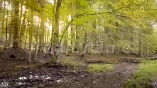 穿过秋天的森林视频