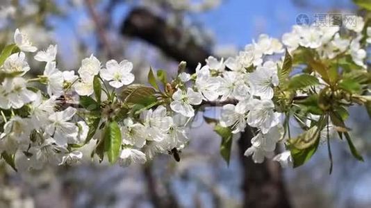 春天盛开的树枝，白花闭上了视频