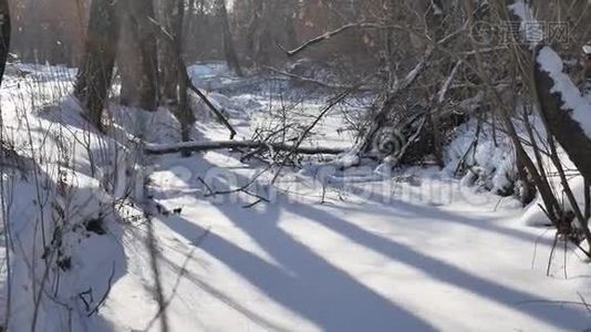 冰封的森林自然溪流视频
