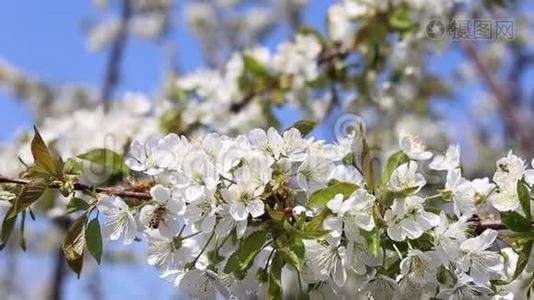 春天盛开的树枝，白花闭上了视频