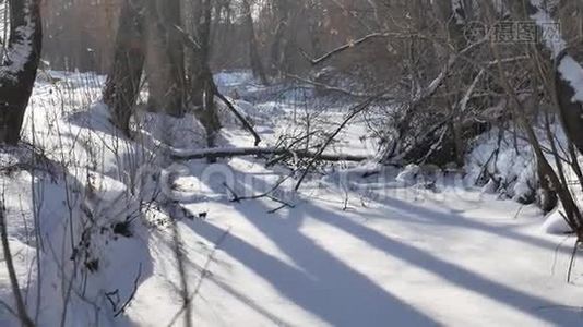 冰雪覆盖的森林溪流自然在白雪覆盖的树梢上视频