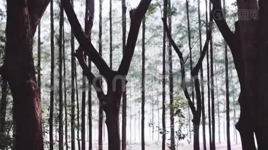 有雾的美丽森林视频
