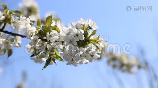 春天盛开的树枝，白花闭上了视频