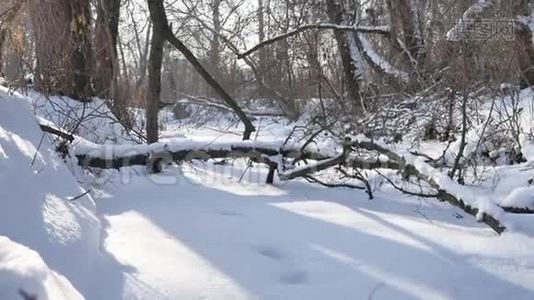 森林自然冻结的溪流在雪顶的树木景观视频