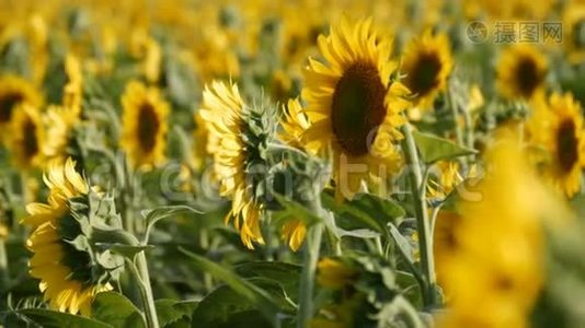 在温暖的夏日，美丽的黄色向日葵在田野里视频