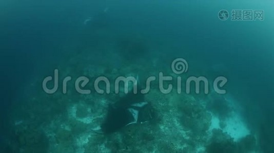 Raja Ampat4k的海洋蝠视频