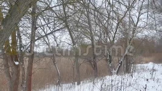 冬天的野林干燥的树干美丽的雪景视频