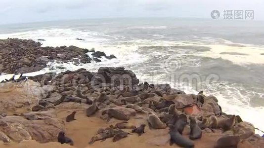 纳米比亚骷髅海岸大西洋海滩上的海角海豹毛头虫菌落视频