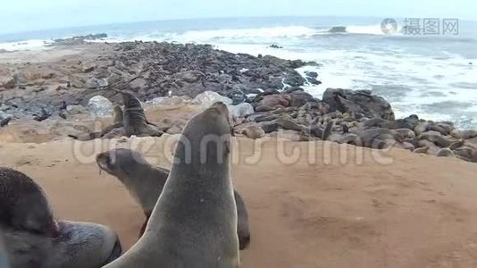 纳米比亚骷髅海岸大西洋海滩上的海角海豹毛头虫菌落视频