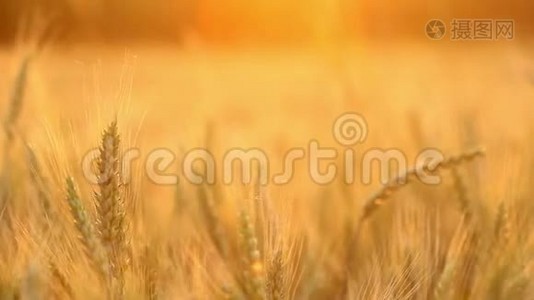神奇的金色阳光照射在麦田上。 小麦作物在田野上蔓延视频