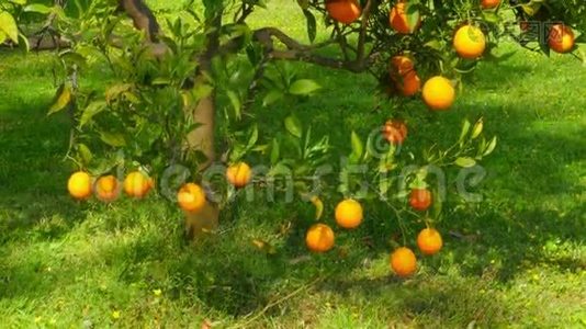 春天，晴天，树枝上的橙果视频