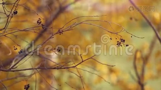 带黄色叶子的树枝。 秋天的概念视频