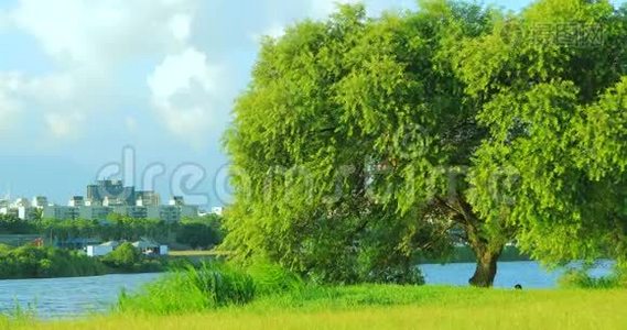 台北，台湾，堤岸公园，蓝天白云，绿草如茵，树木，户外活动视频