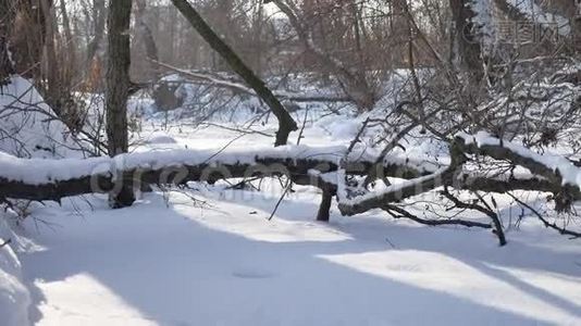 森林冻结的自然溪流在雪顶的树木景观视频