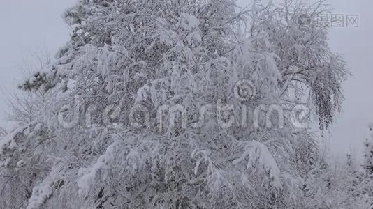 雪中的树视频