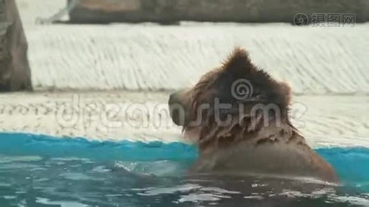 北极熊正在布拉格动物园的内部游泳。视频