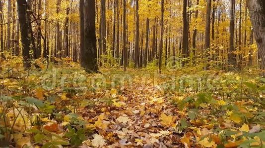 森林里的秋天。视频