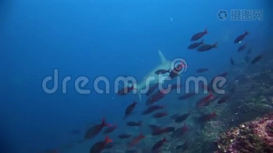 加拉帕戈斯鲨鱼惊人的捕食者水下寻找海底食物。视频