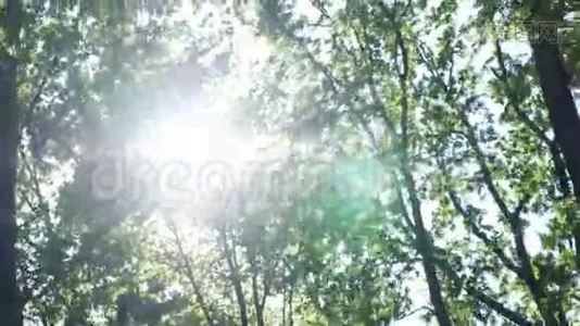 太阳穿过树枝视频