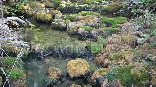 木河在夏天。视频