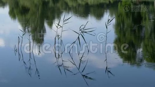 宁静的森林湖上的夏日风景视频